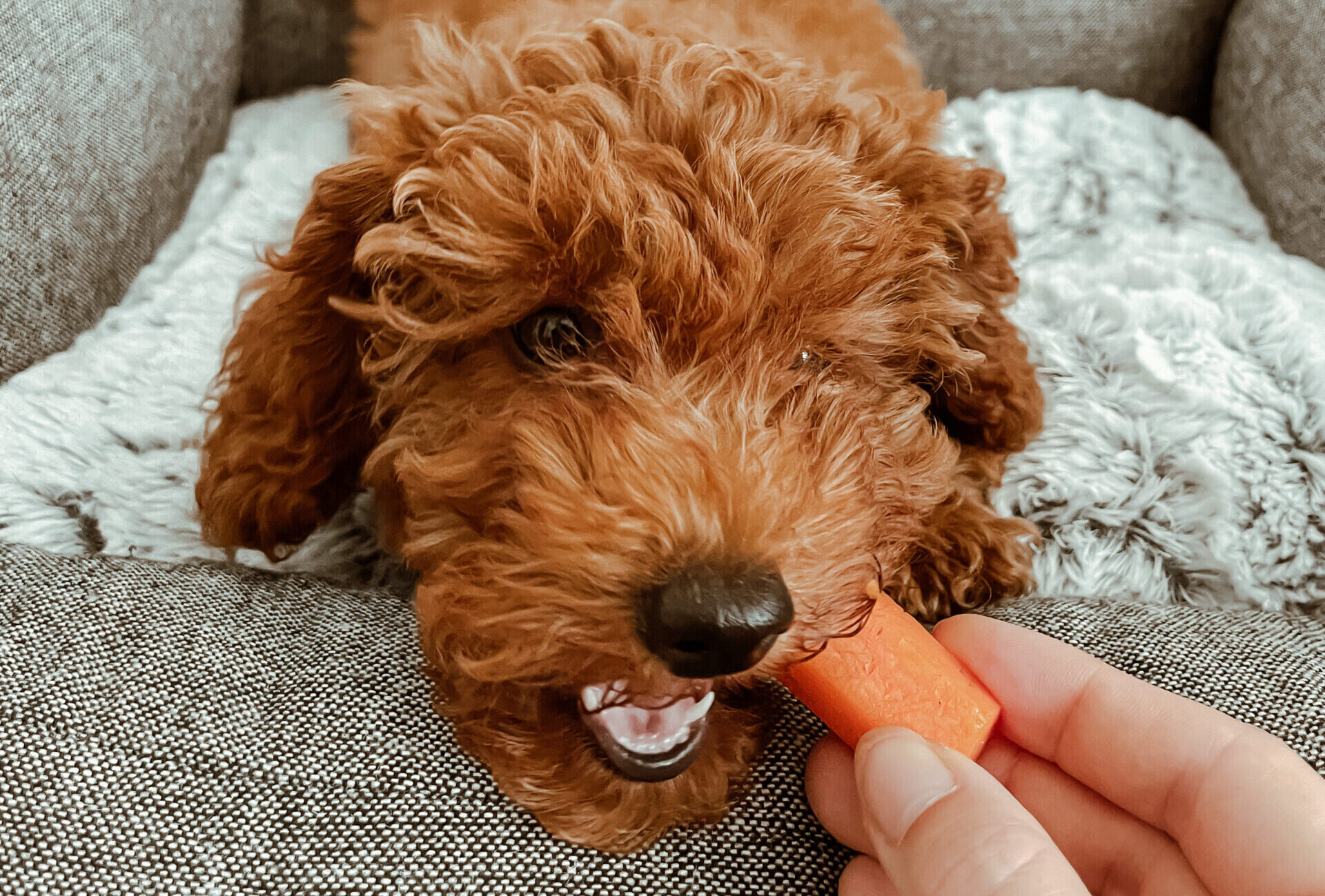Mein Hund frisst nicht! Wie Mila zur Futtermklerin wurde -  Zwergpudelmaedchen